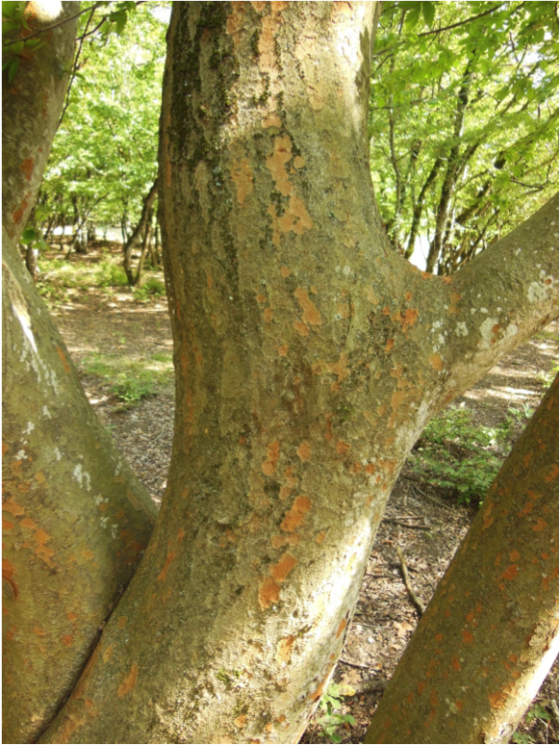 close up of a tree trunk