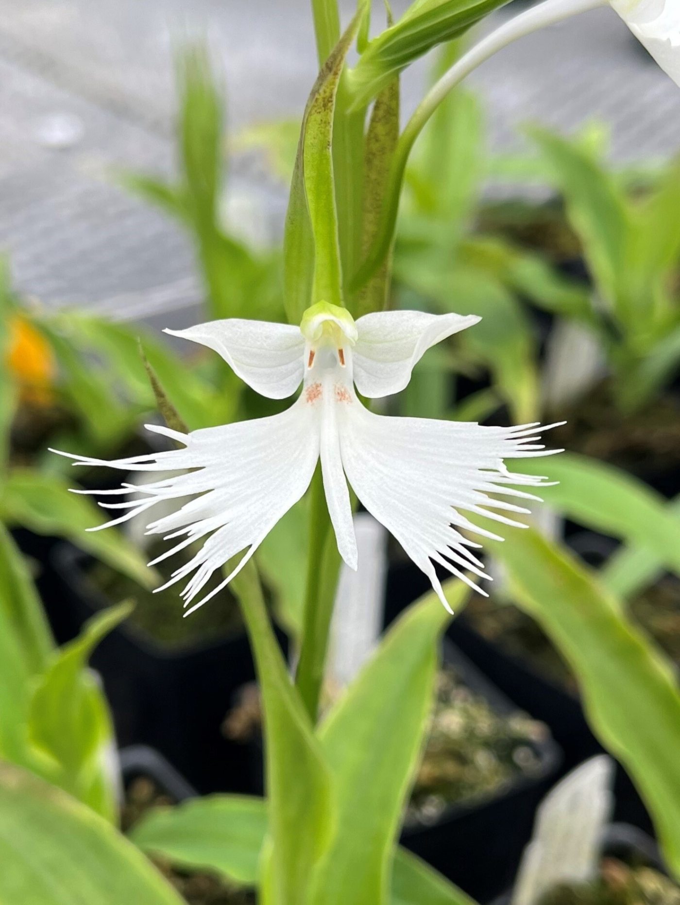 Pectabenaria Pyewacket Habenaria: A Palette of Possibilities | Longwood Gardens