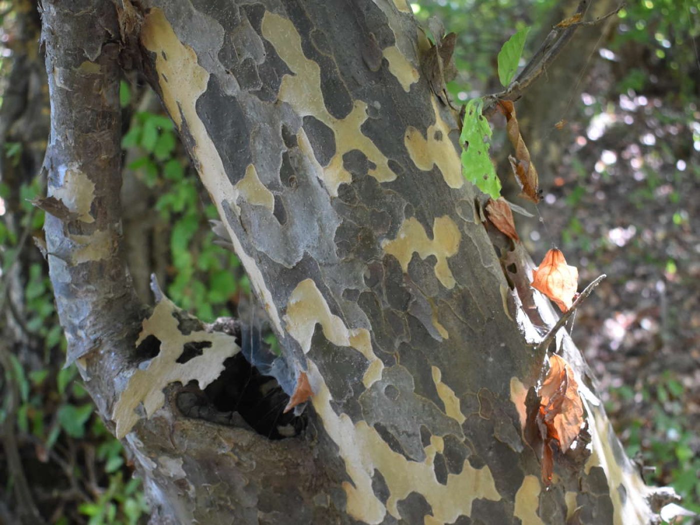 Plant Exploration in Azerbaijan | Longwood Gardens