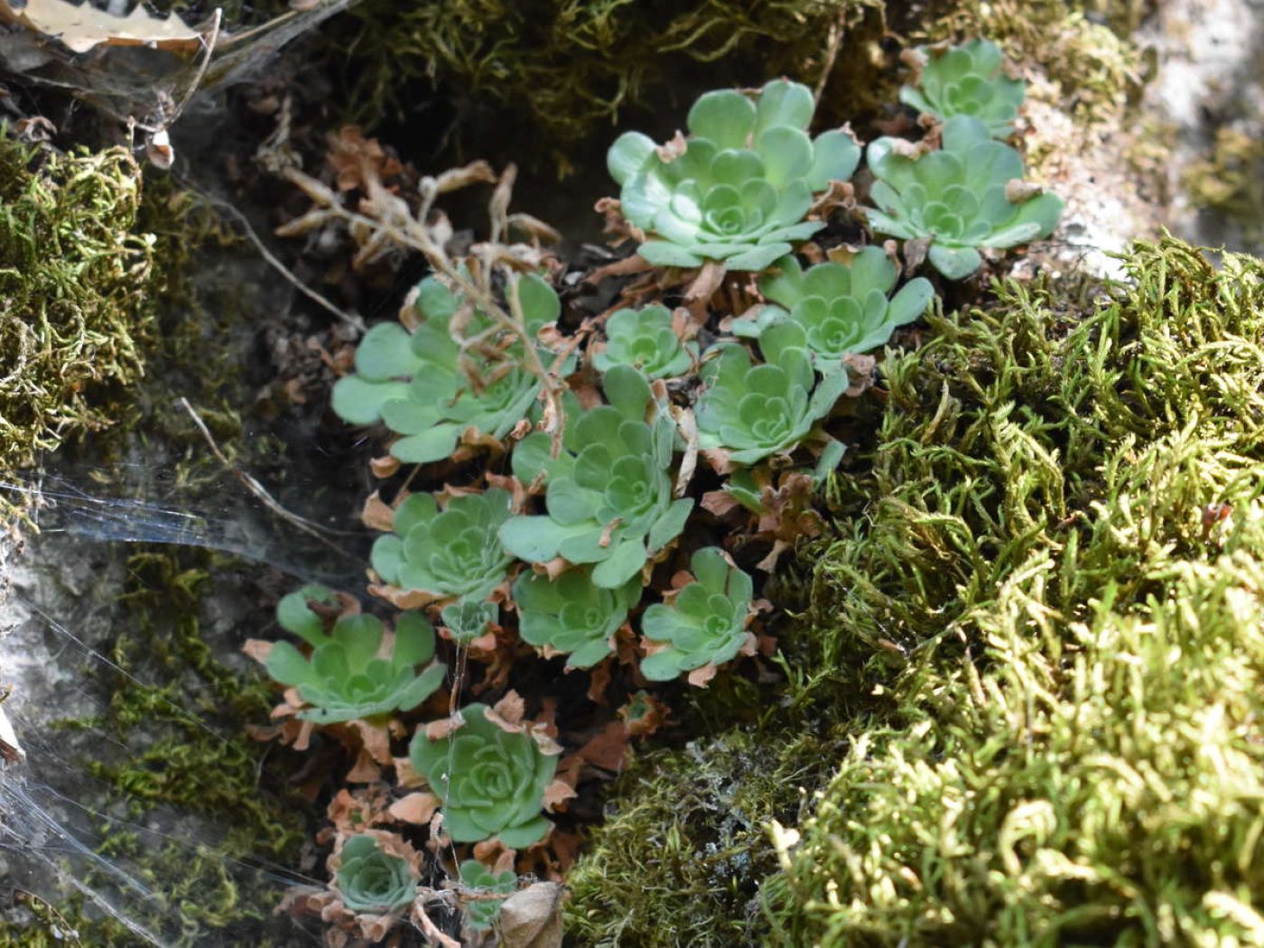 Plant Exploration in Azerbaijan | Longwood Gardens