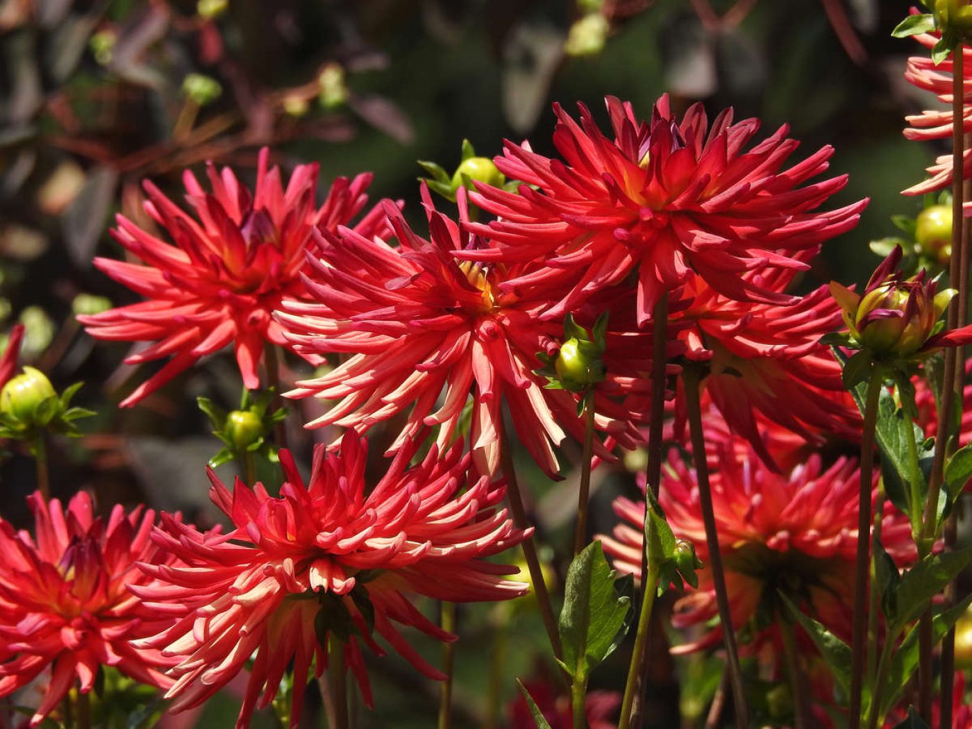 Growing Dahlias at Home Longwood Gardens