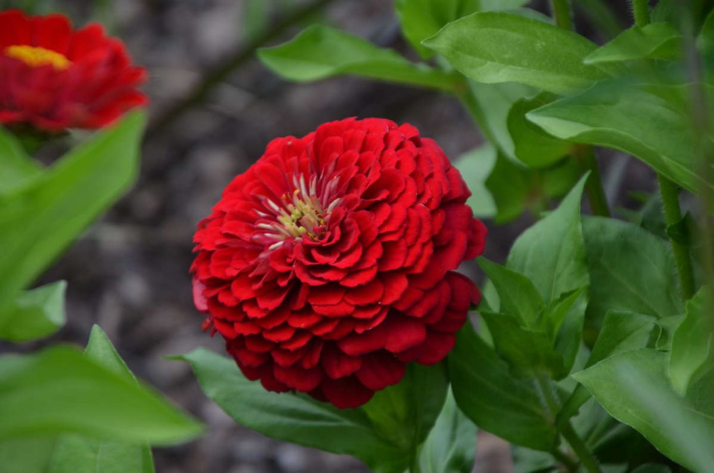 How to Start a Cut Flower Garden at Home Longwood Gardens