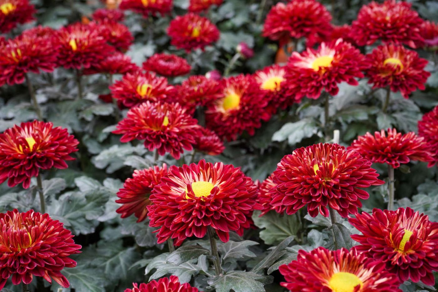 Chrysanthemums A Class of Their Own Longwood Gardens