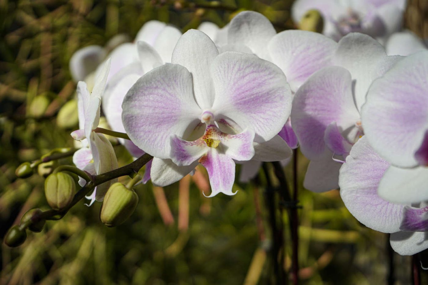 Орхидеи Со Всего Мира