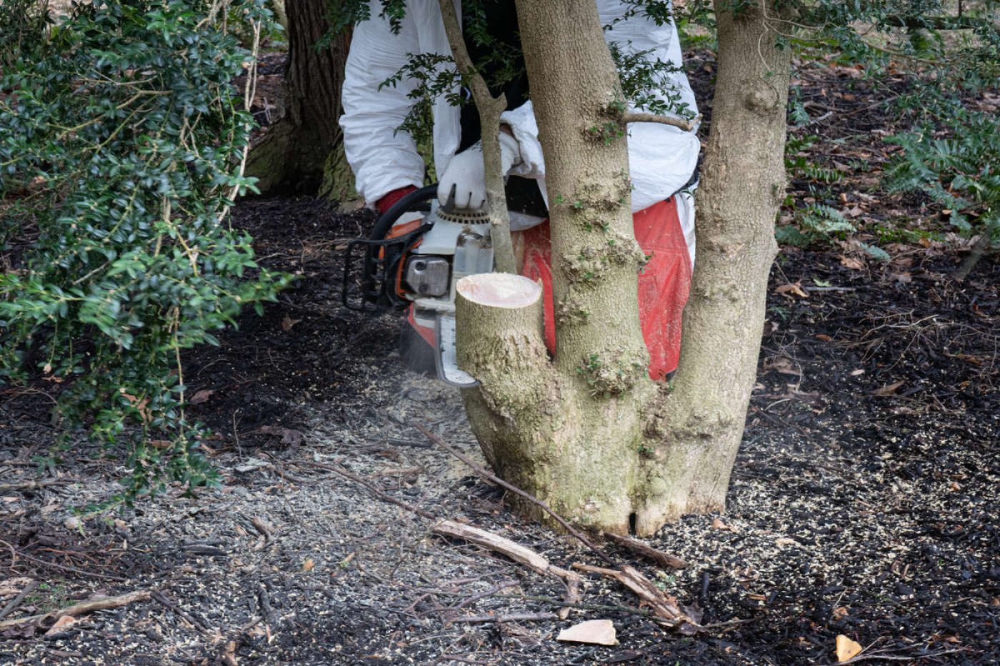 Ensuring the Longevity of Our Boxwood | Longwood Gardens