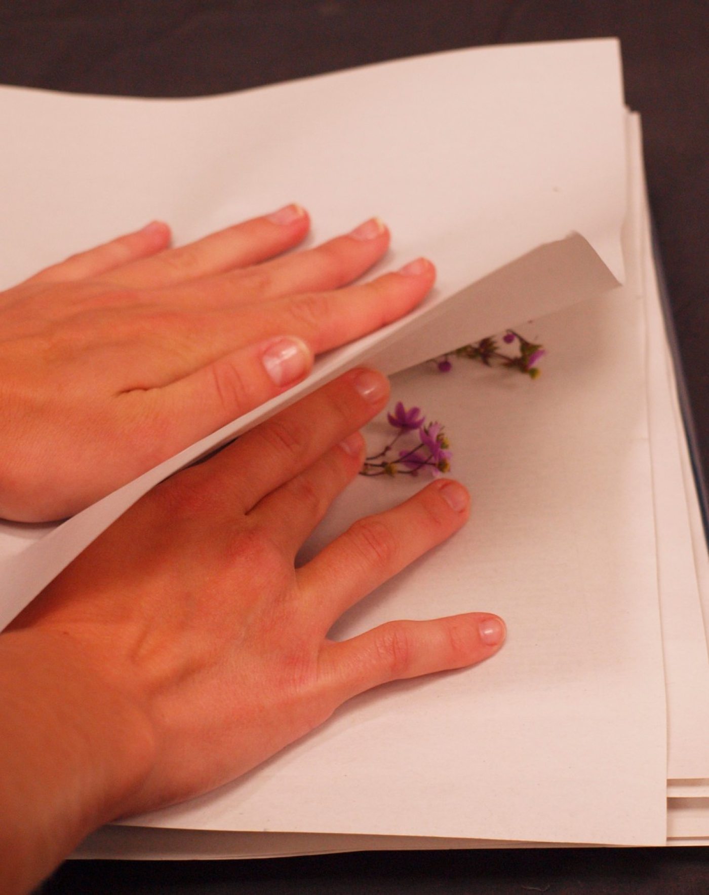 How to Press Flowers & Create Handmade Greeting Cards Longwood Gardens