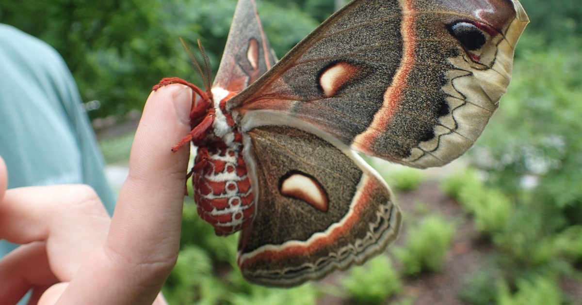 What does a online moth look like