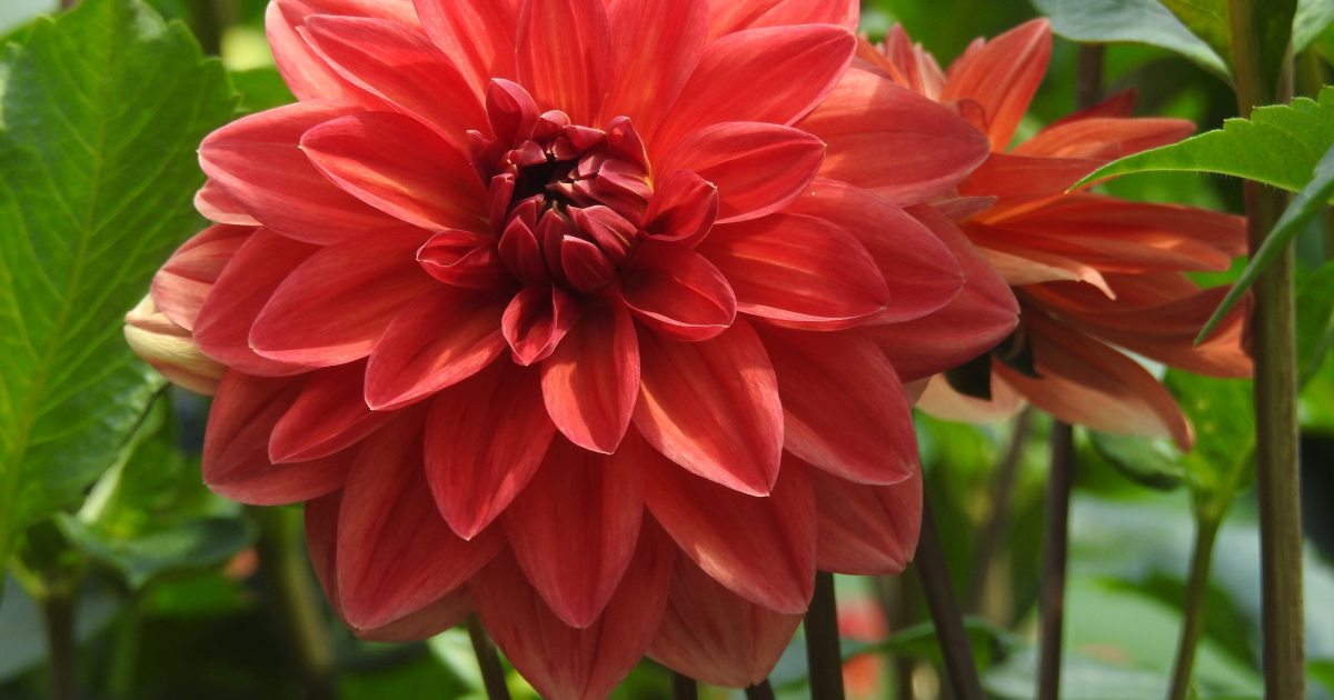 11 Tips For Growing Beautiful Dahlias in Pots or Containers