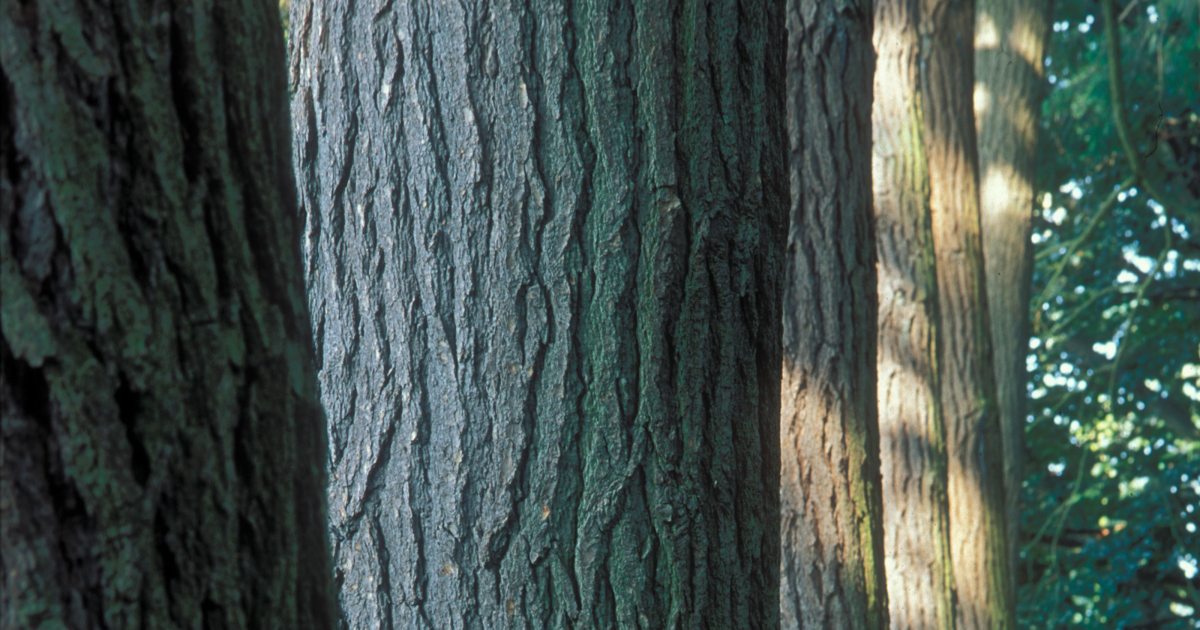 Oak Tree Meaning & Symbolism