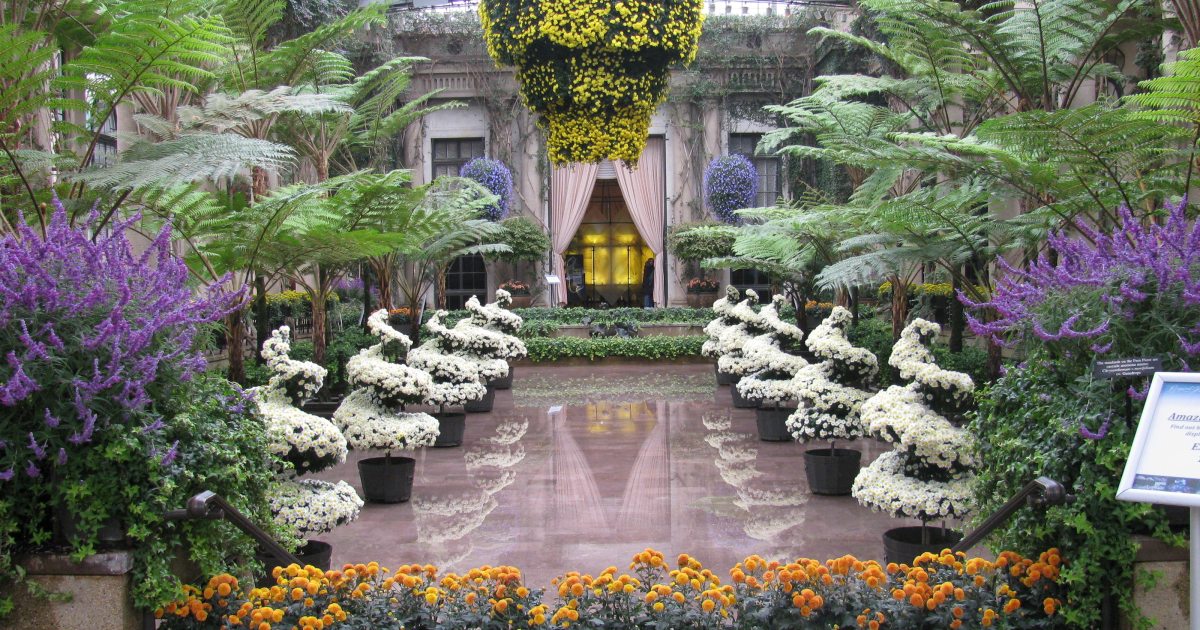 A Culture of Chrysanthemums | Longwood Gardens