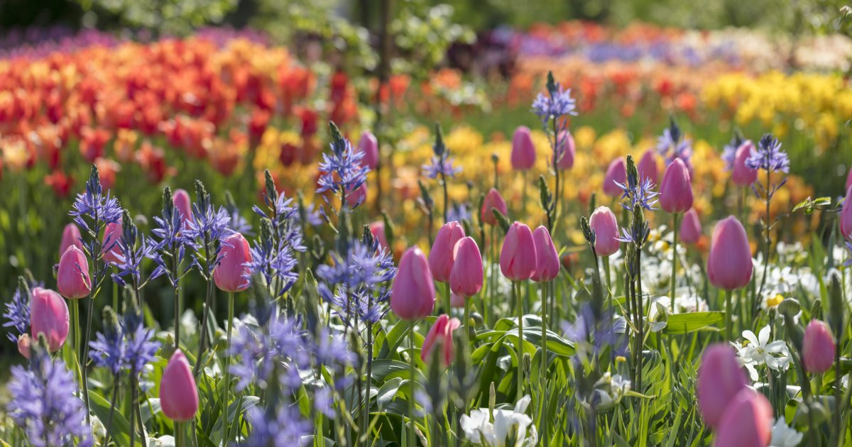 Spring Blooms Longwood Gardens
