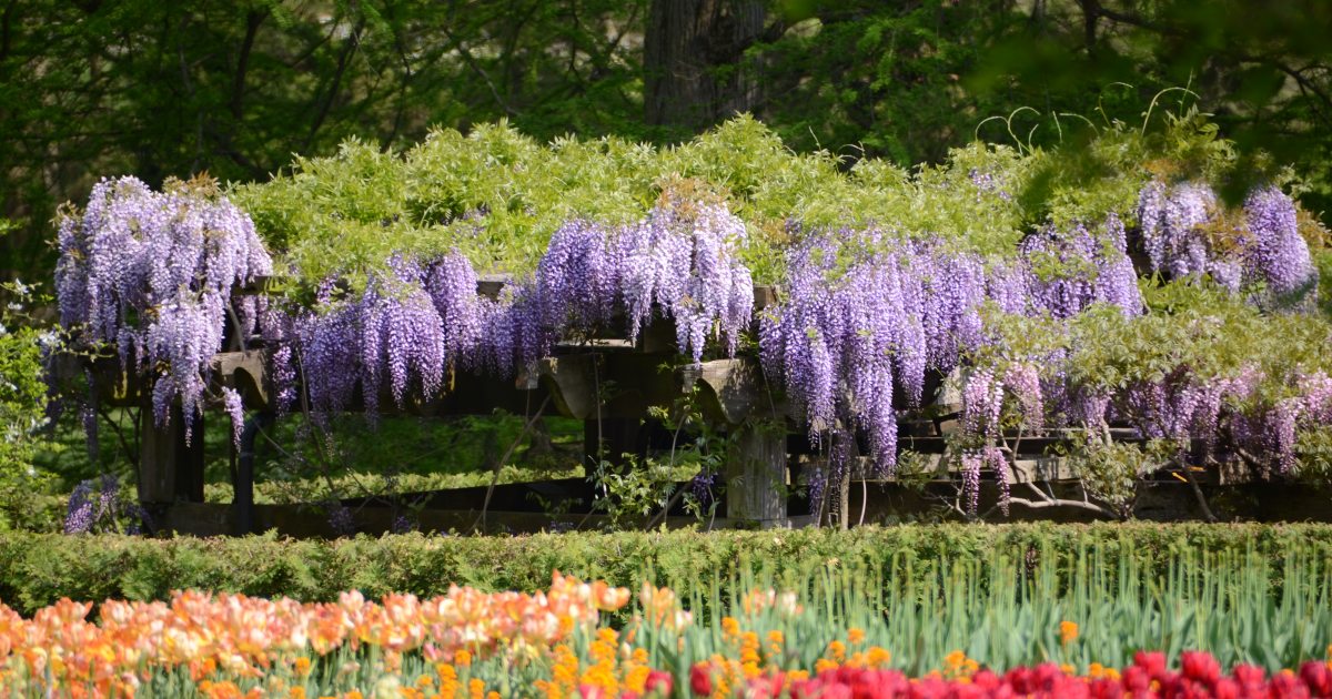https://longwoodgardens.org/sites/default/files/styles/social_share_cropped/public/2022-04/170470_Garden%20Highlights_Ward_%20Candie%20_Longwood%20Volunteer%20Photographer_.jpg?h=bfa41935&itok=fXLHiY0Y