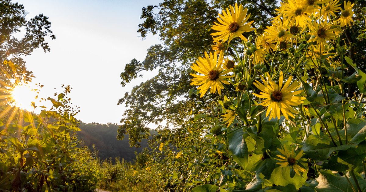 Explore Longwood Gardens Longwood Gardens