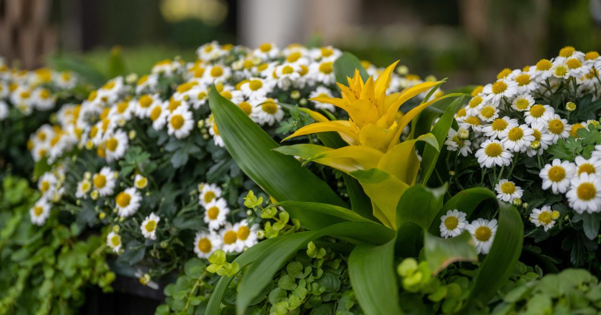 Visit | Longwood Gardens