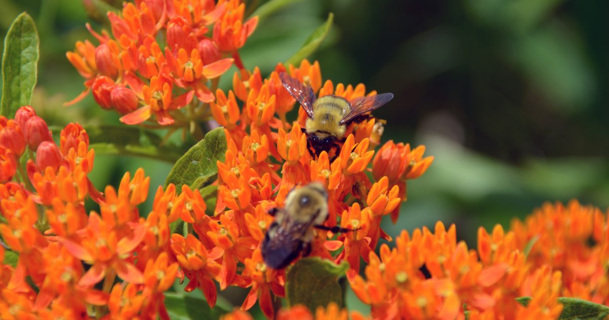 How to Create an Ecologically Friendly Home Landscape | Longwood Gardens