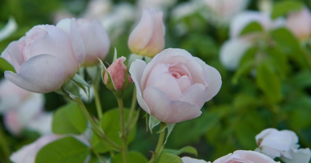History of Heritage Roses | Longwood Gardens