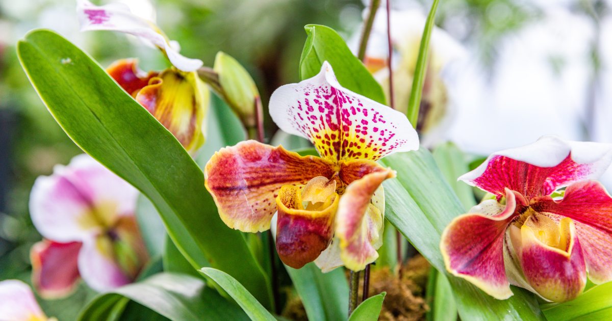 Orchid Collection | Longwood Gardens