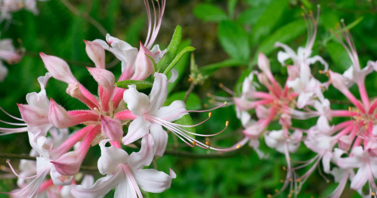 Rhododendron and Deciduous Azalea Collection (Rhododendron) | Longwood ...