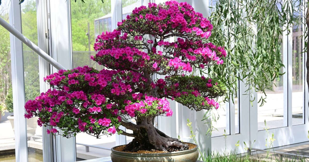 Kurume Azalea Bonsai Display | Longwood Gardens