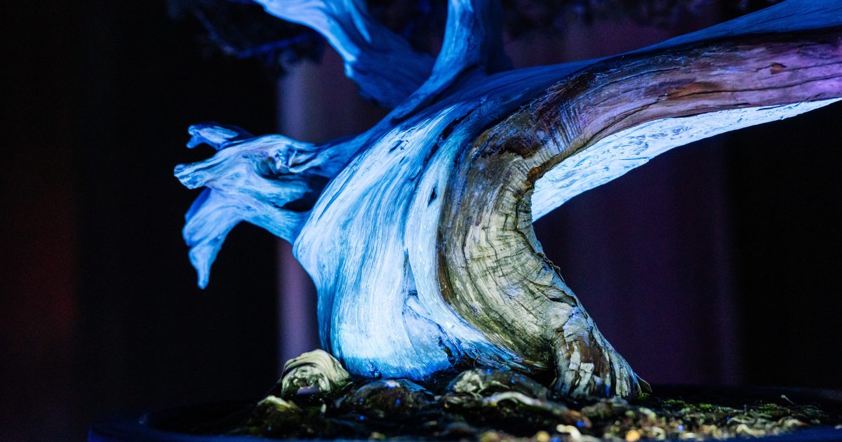 Revealing the Enduring with Seeking Light: Bonsai Illuminated | Longwood  Gardens