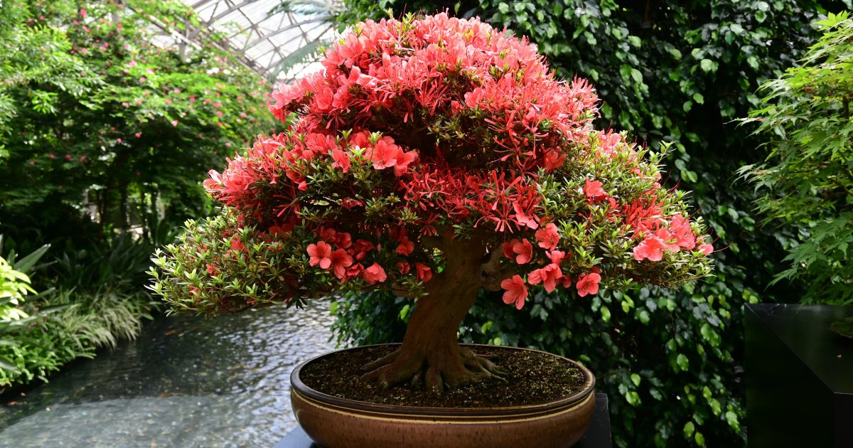 Satsuki Azalea Bonsai Display | Longwood Gardens