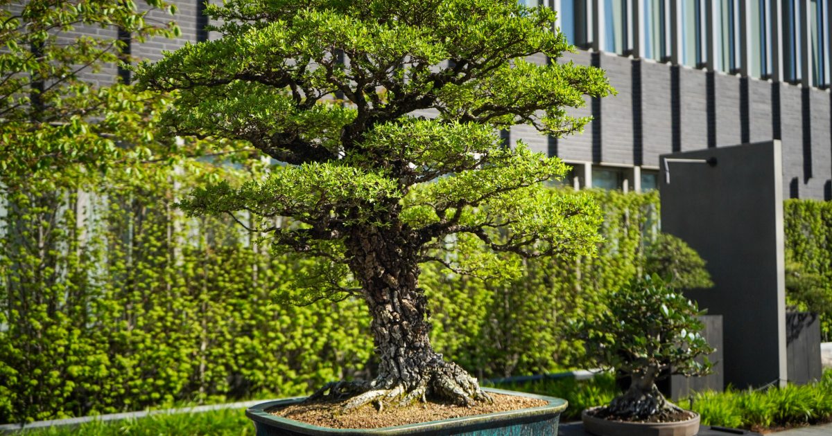 Continuing the Journey of a Storied Bonsai | Longwood Gardens