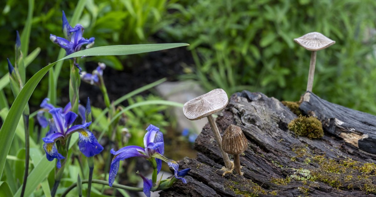 Gardens of the Future, Realized