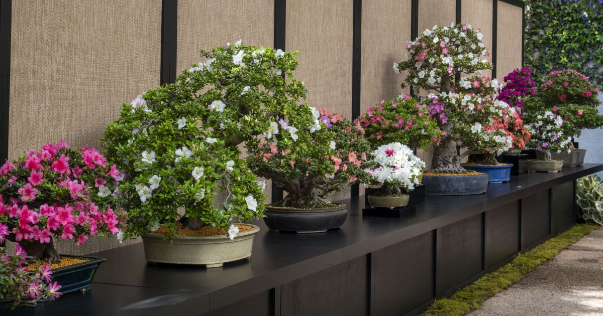 Satsuki Azalea Bonsai Display | Longwood Gardens