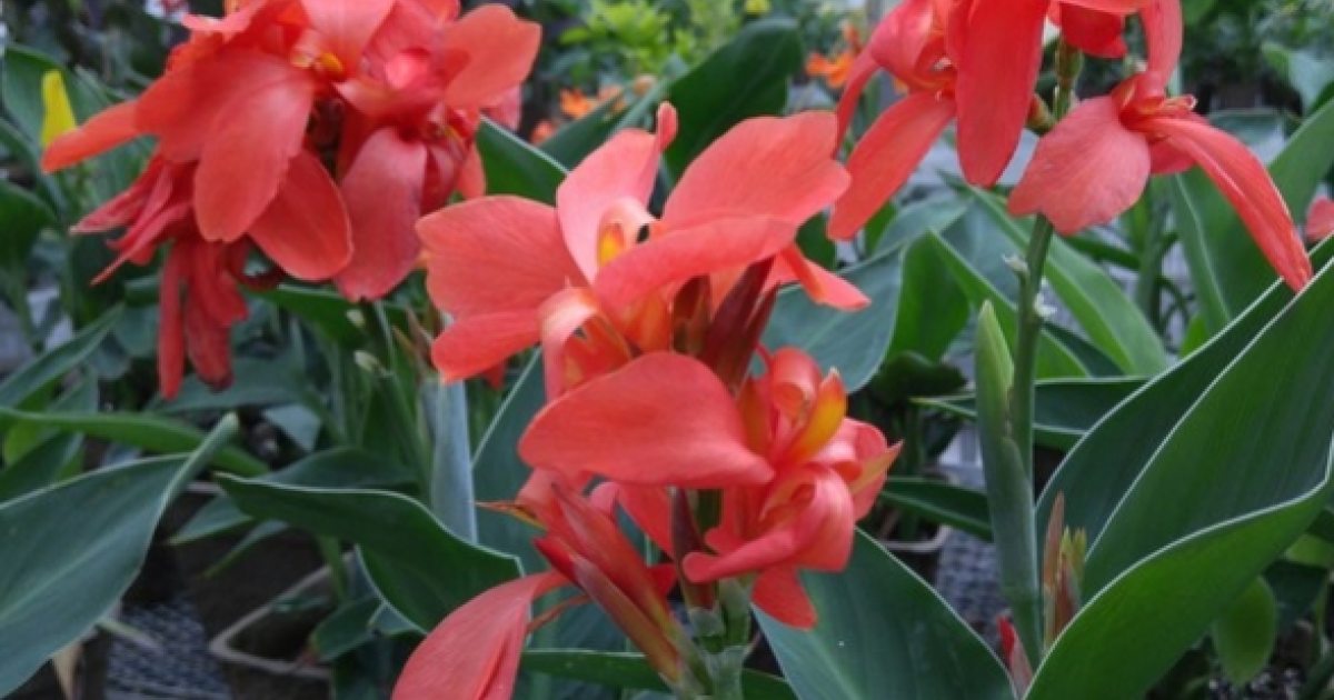 Introducing Canna 'Longwood Simply Salmon'! | Longwood Gardens
