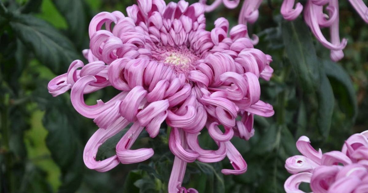 The Show Must Go On | Longwood Gardens