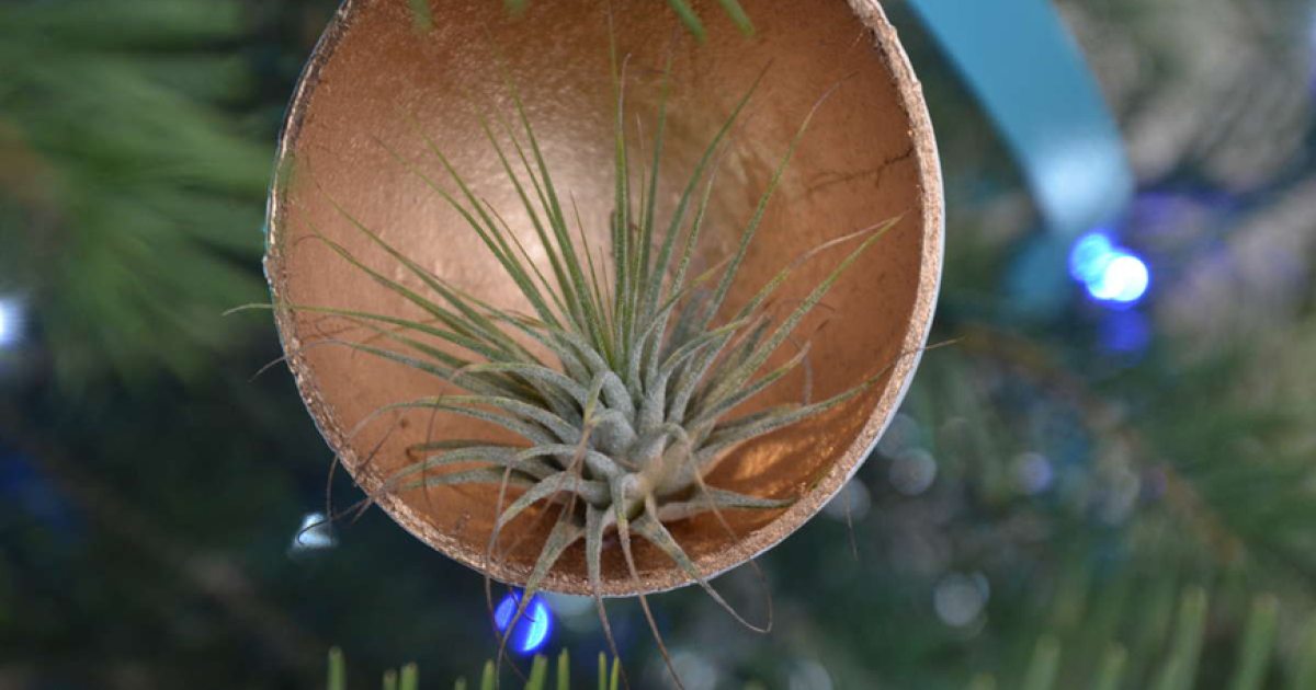 Tremendous Tillandsia: How to Care for These Gems | Longwood Gardens
