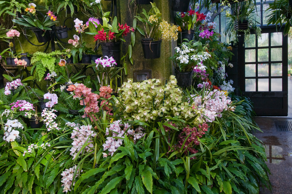 Growing Orchids at Home Longwood Gardens