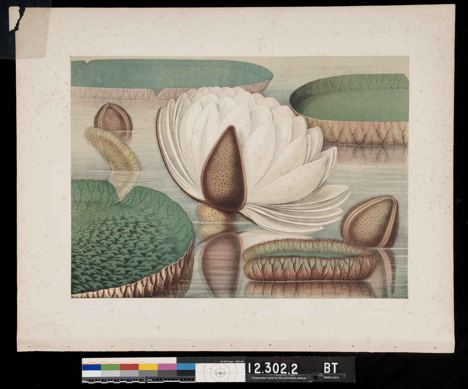 Lithograph by William Sharp from Victoria Regia by John Fisk Allen. The author describes this plate as “leaves of a matured plant, with the expanding flower of the actual size.” Here the plate has been removed from the book and awaits treatment at CCAHA. Note the brown spotting, or foxing, the tear in the upper corner, and the visible binding holes at the bottom of the print.