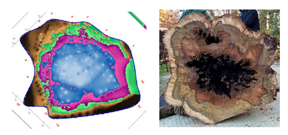 A comparison between the tomogram created by the PiCUS device and what the tree looked like after it was removed due to higher than acceptable risk. Photos by Tyler Altenburger.