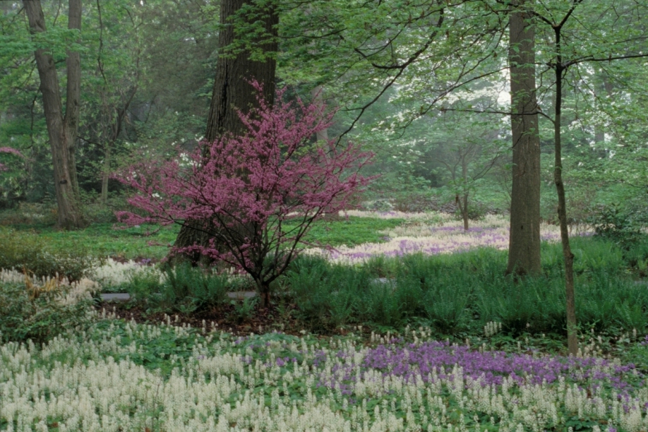 Phlox 'Sherwood Purple', Tiarella, and a redbud tree blooming in Peirce's Woods. Photo by Larry Albee.