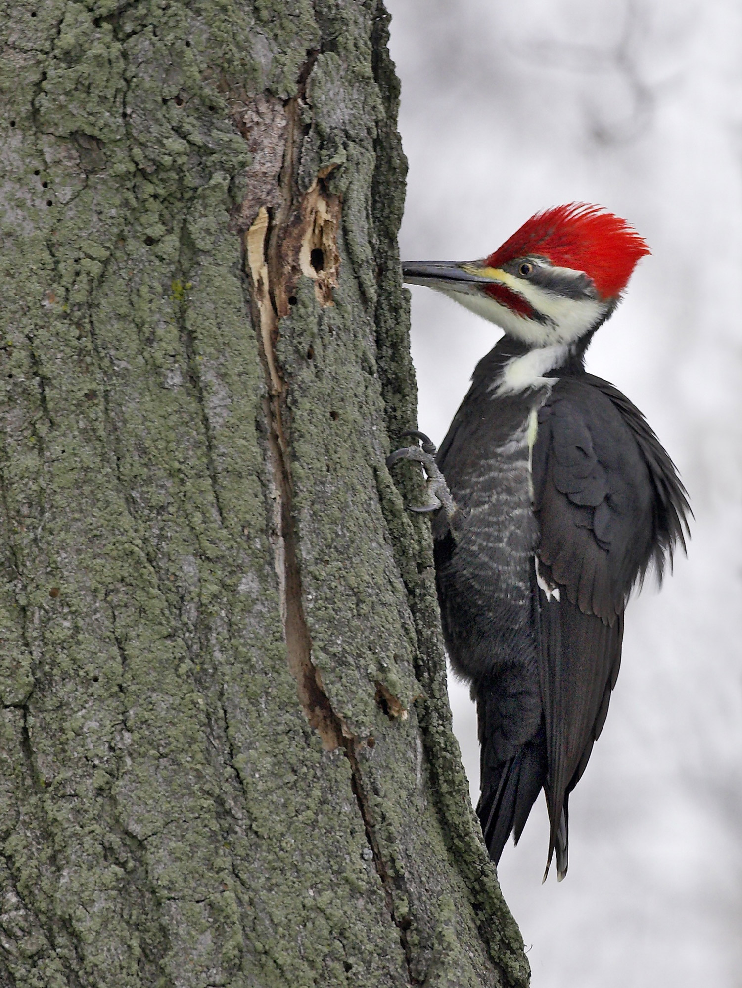 Pileated woodpecker, photo © Kim Steininger.