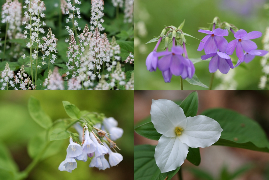 Peirce's Woods up close, clockwise from top left: foamflower (Tiarella), 'Sherwood Purple' phlox (Phlox stolonifera 'Sherwood Purple'), showy trillium (Trillium grandiflorum), Virginia bluebells (Mertensia virginica).