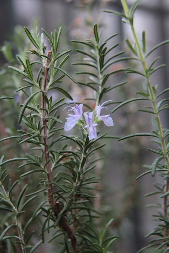 Rosemary (Salvia rosmarinus), formerly known as Rosmarinus officinalis).