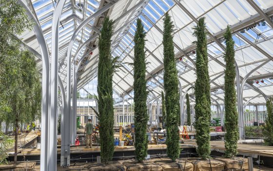 Tall dark green Italian cypress trees are amid the new plantings that reach toward the glass ceiling of a large conservatory being newly planted.
