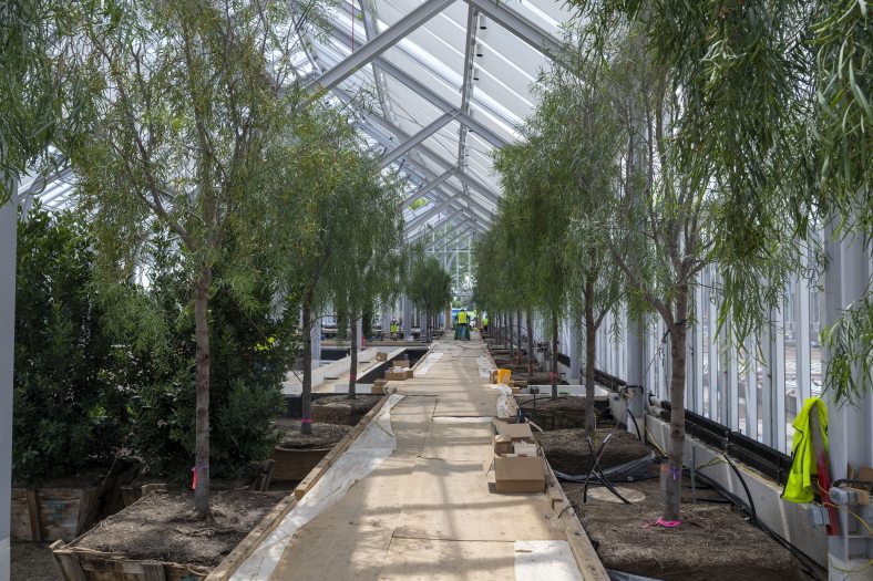 A long view of a path through a large conservatory, being newly planted with trees on either side of the path, under an arched glass roof.