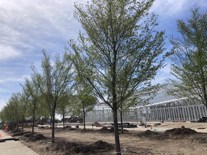 A diagonal shot, from right front to left rear, of a row of newly planted trees in front of a large greenhouse under construction.